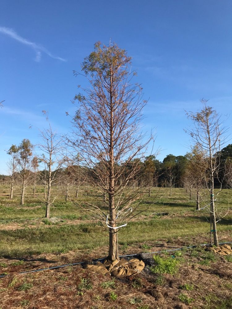 taxodium-distichum-bald-cypress