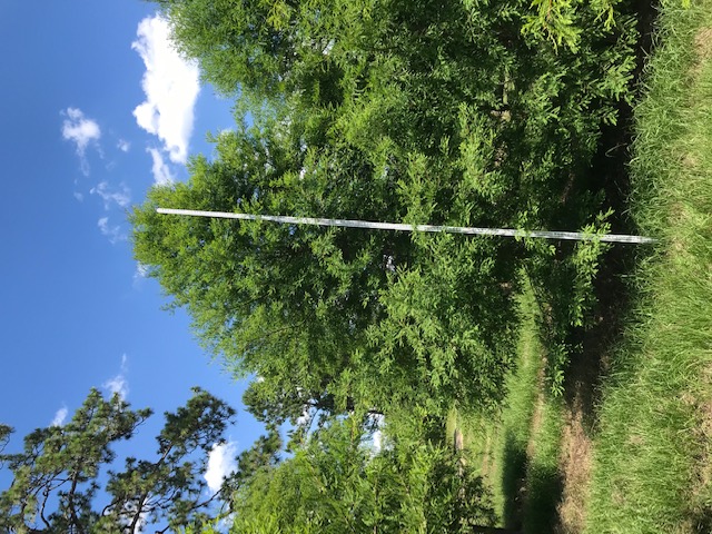 taxodium-distichum-bald-cypress