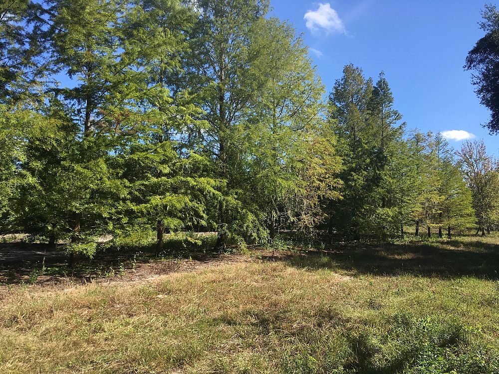 taxodium-distichum-bald-cypress