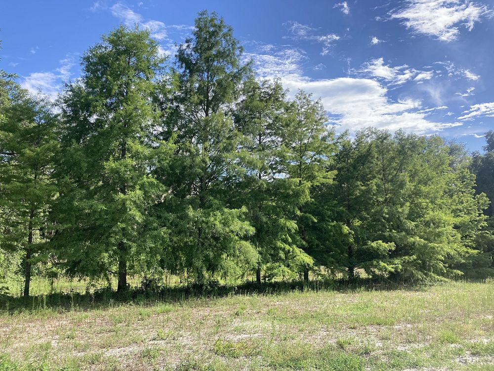 taxodium-distichum-bald-cypress