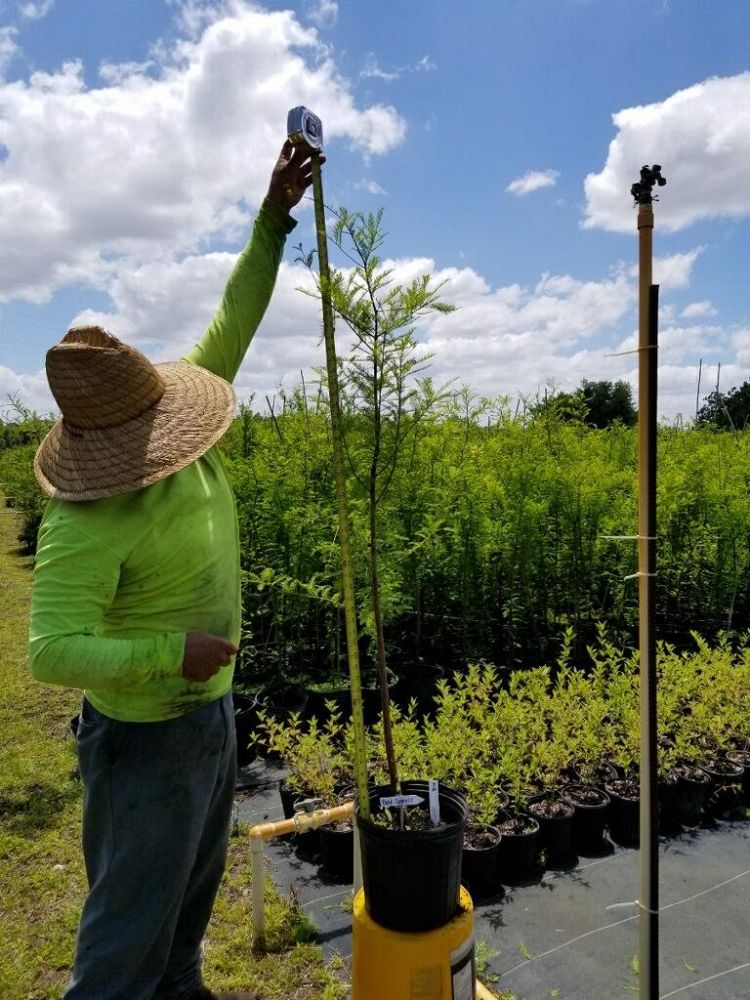 taxodium-distichum-bald-cypress