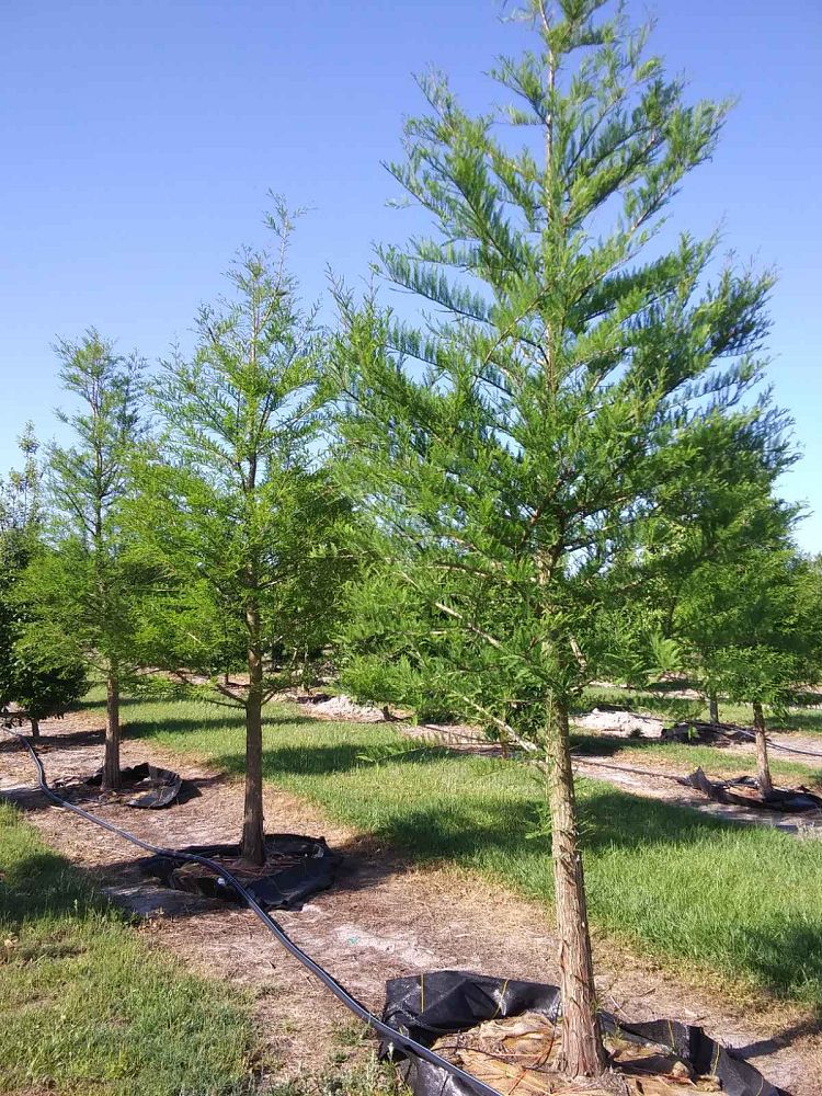 taxodium-distichum-bald-cypress
