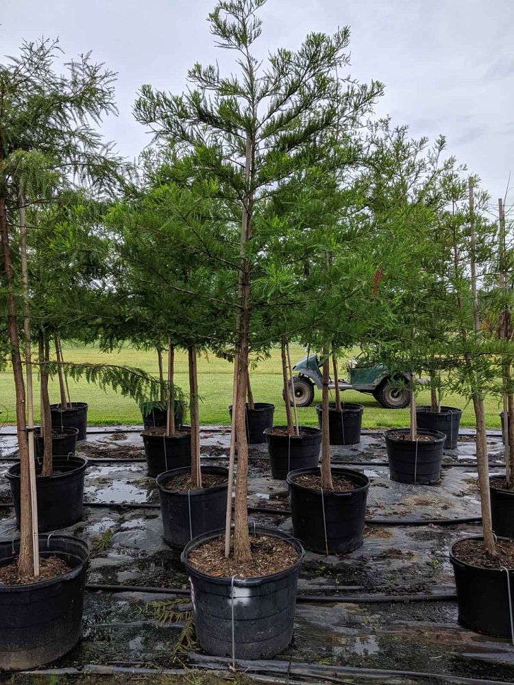 taxodium-distichum-bald-cypress