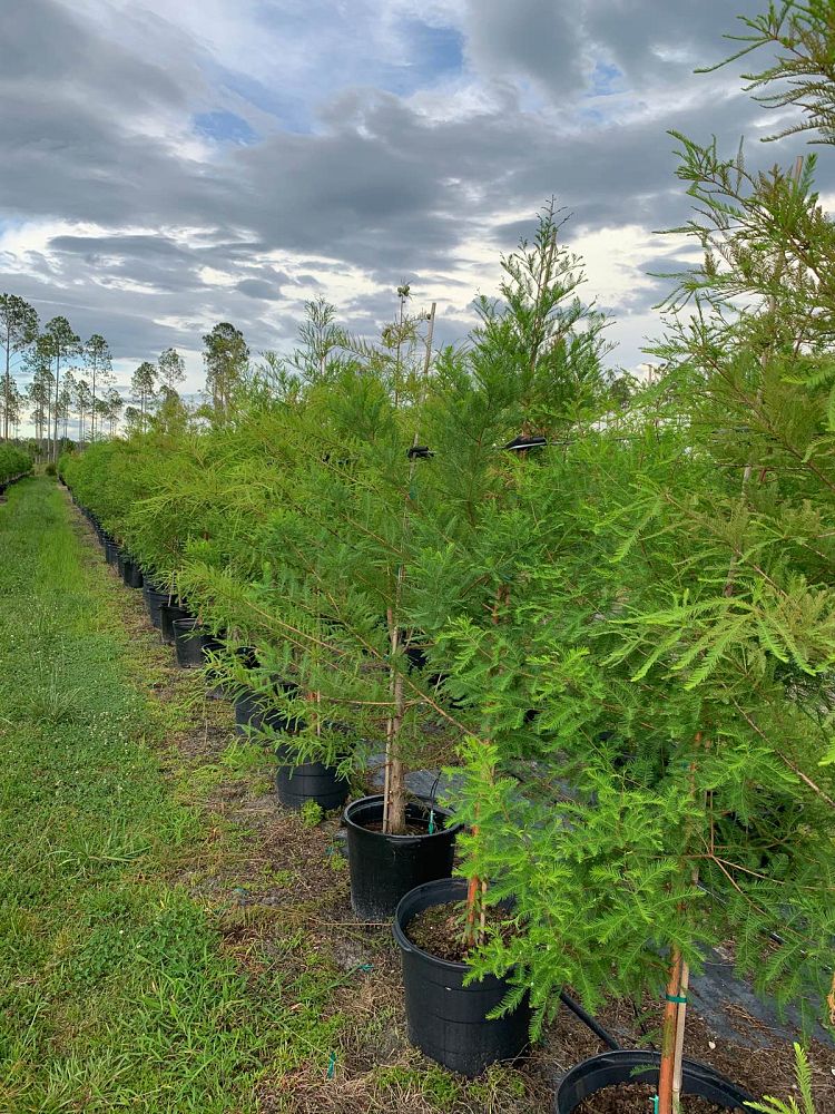 taxodium-distichum-bald-cypress