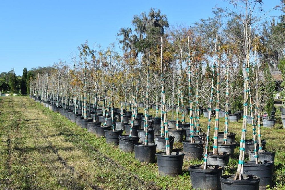 taxodium-distichum-bald-cypress