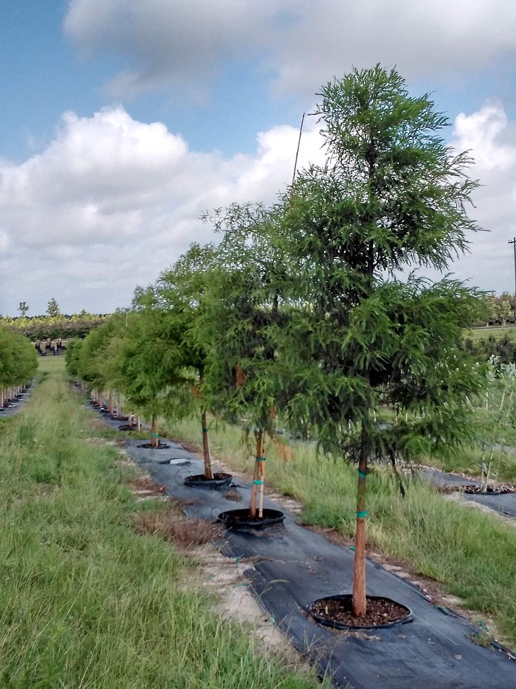 taxodium-distichum-bald-cypress