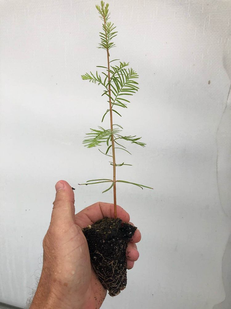 taxodium-distichum-bald-cypress