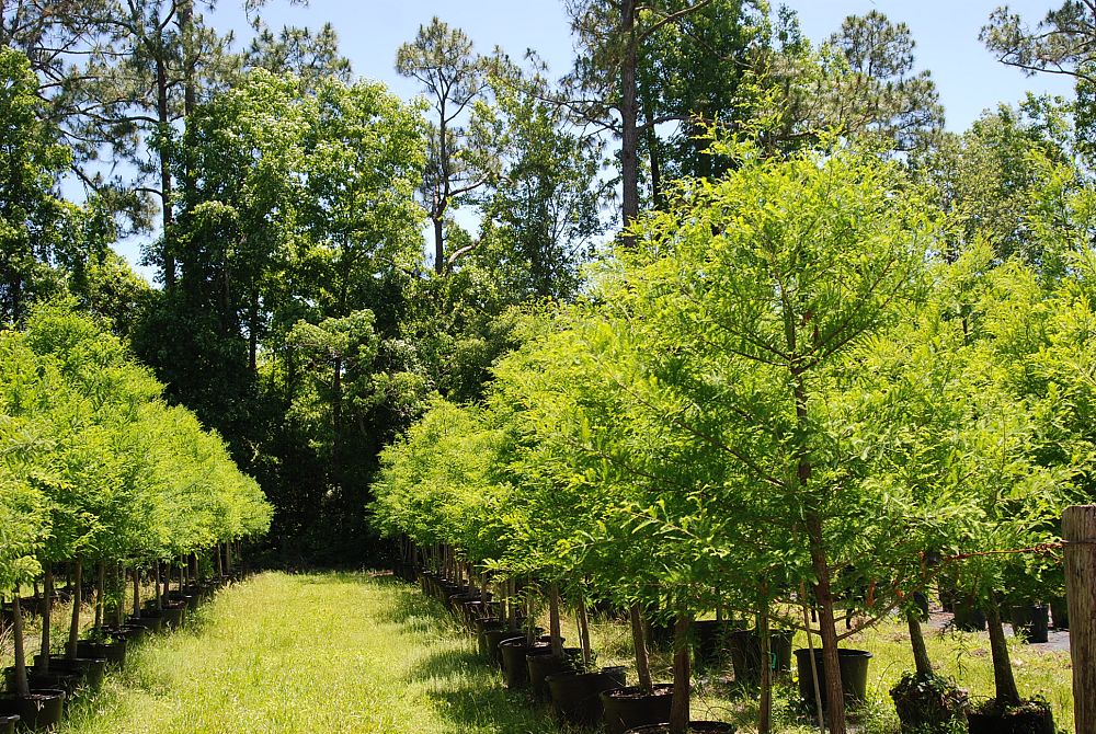 taxodium-distichum-bald-cypress