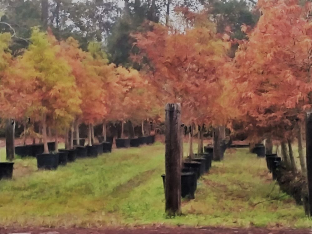 taxodium-distichum-bald-cypress
