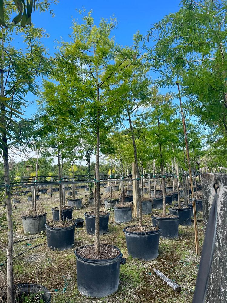 taxodium-distichum-bald-cypress