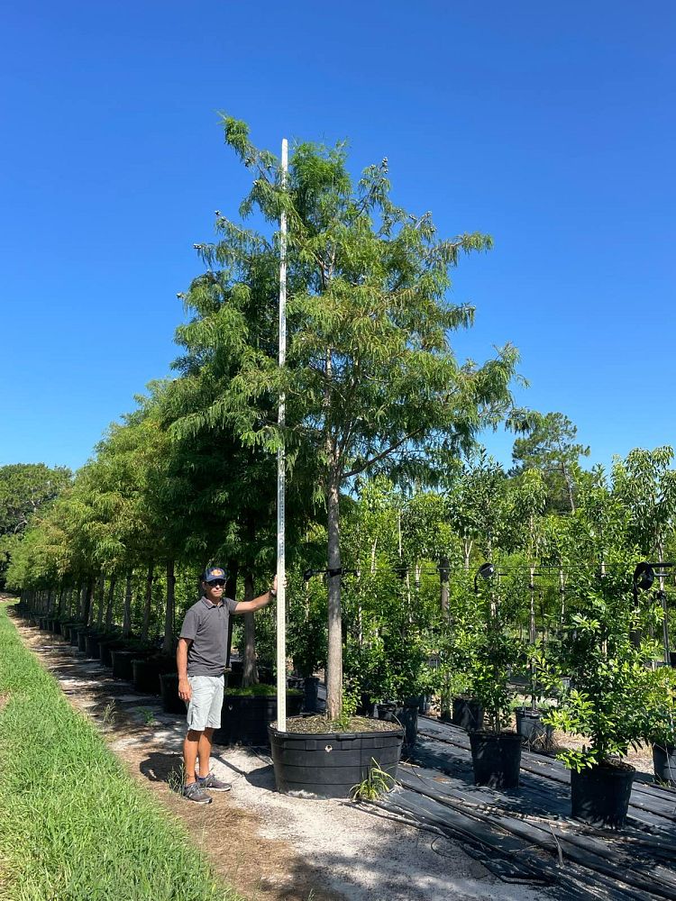 taxodium-distichum-bald-cypress