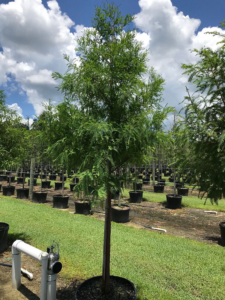 taxodium-distichum-bald-cypress