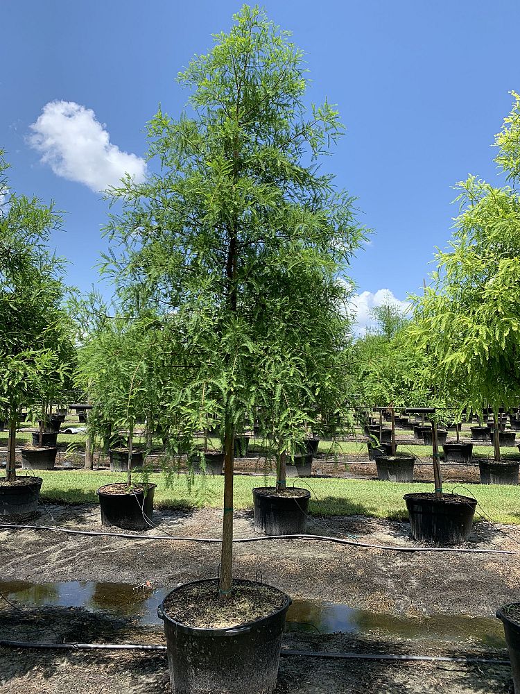 taxodium-distichum-bald-cypress