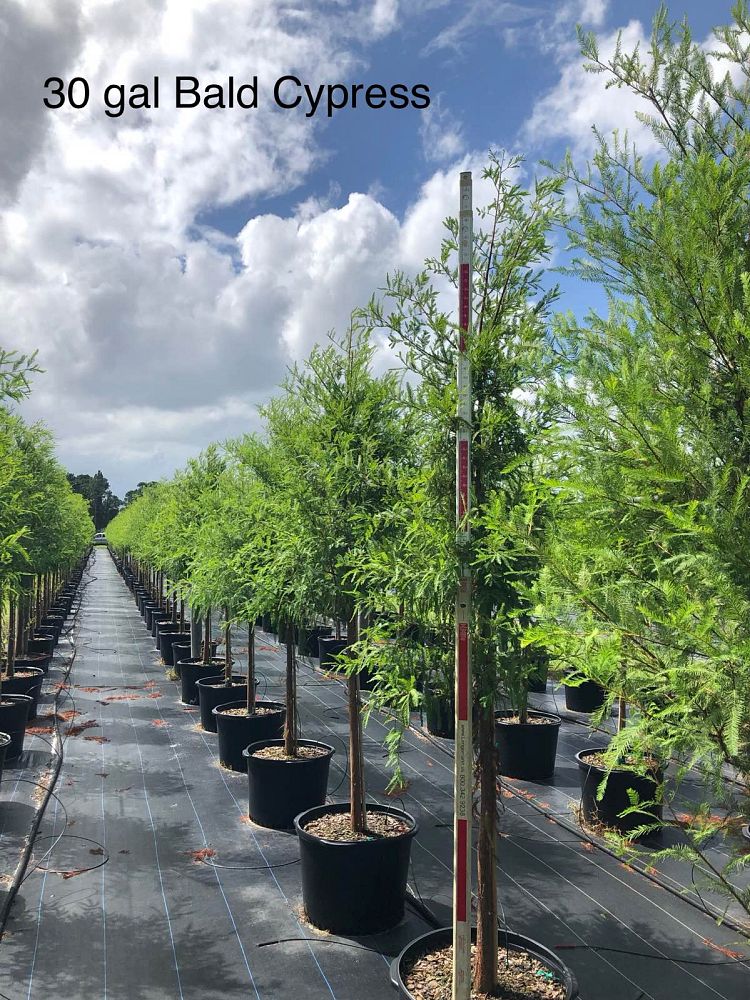 taxodium-distichum-bald-cypress