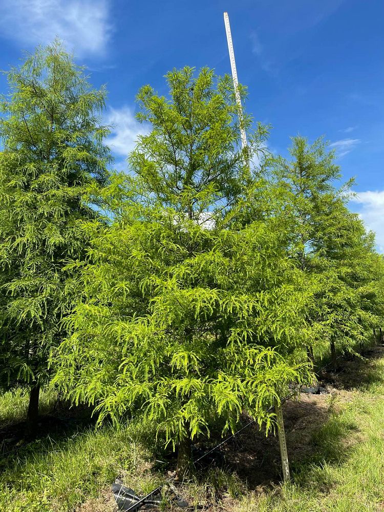 taxodium-distichum-bald-cypress