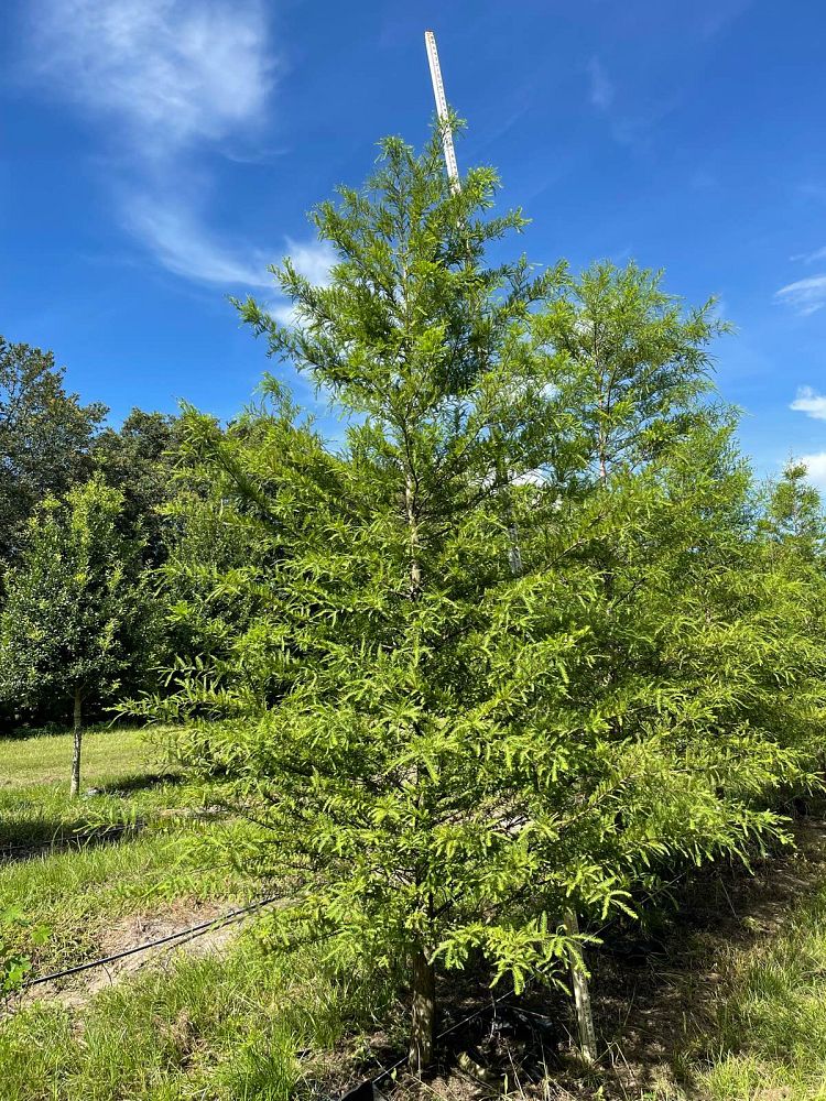 taxodium-distichum-bald-cypress