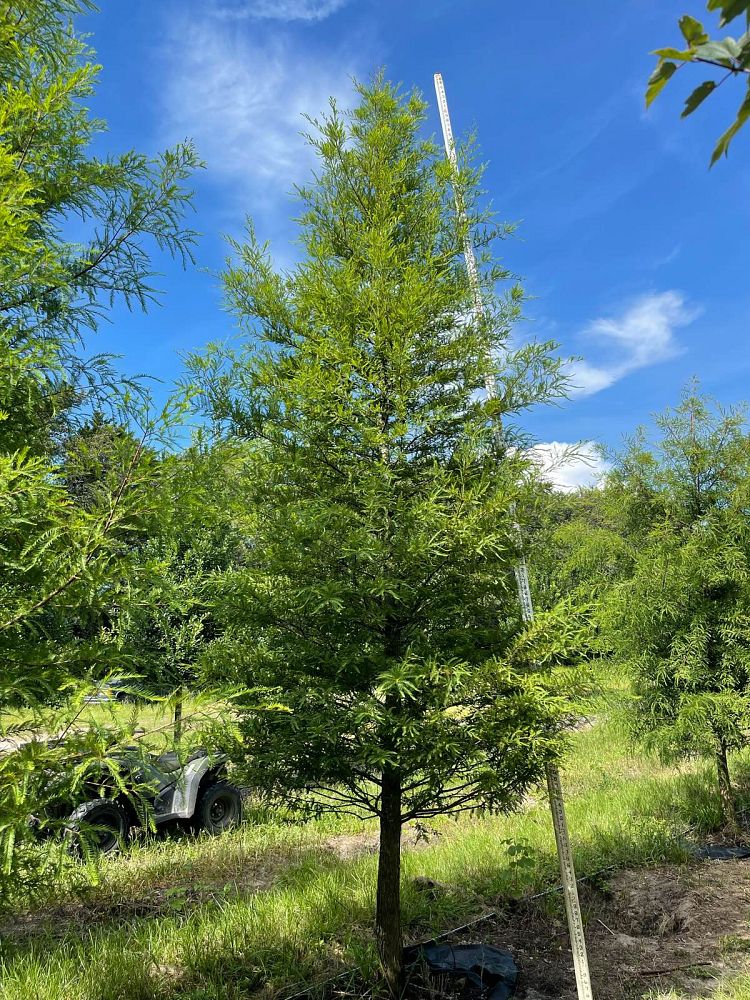 taxodium-distichum-bald-cypress