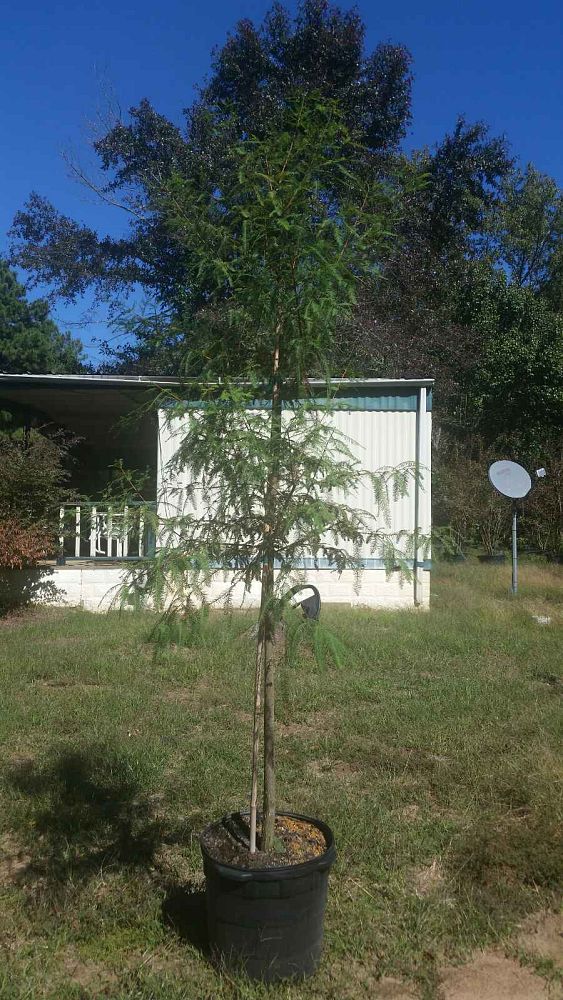 taxodium-distichum-bald-cypress