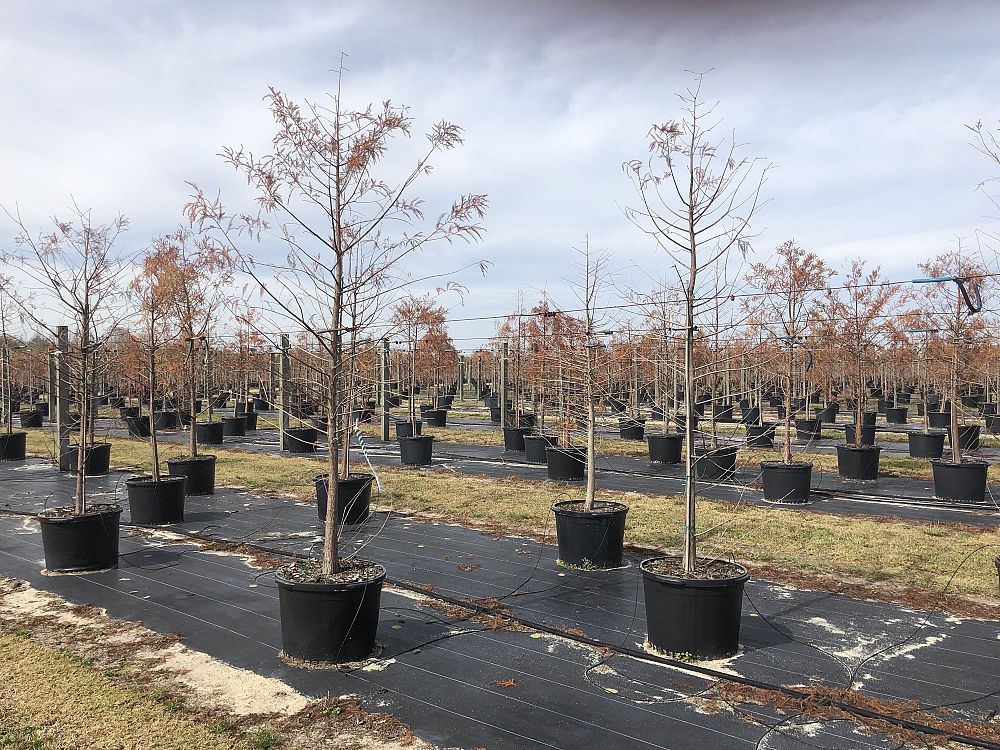 taxodium-distichum-bald-cypress