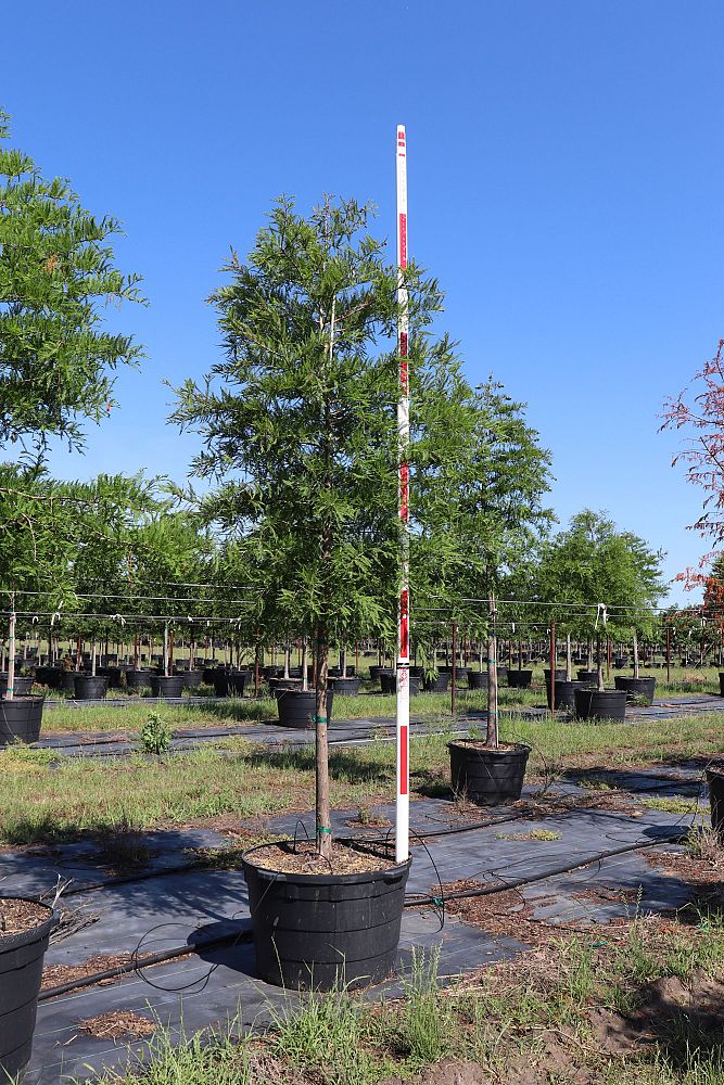 taxodium-distichum-bald-cypress