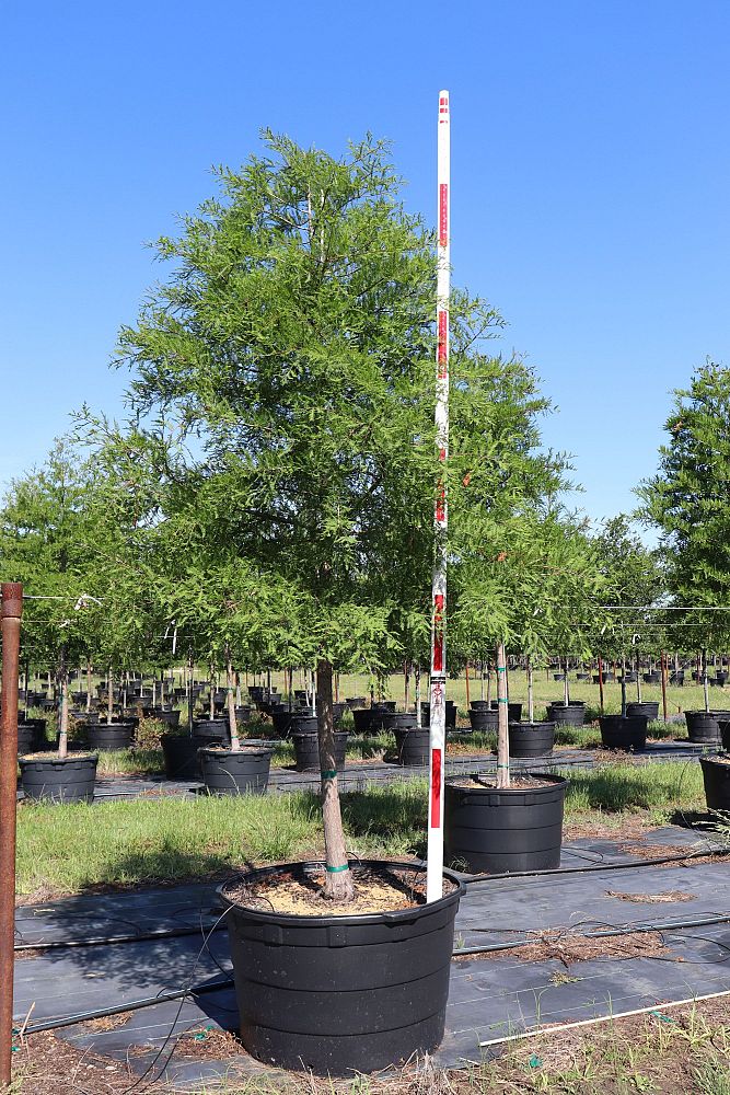 taxodium-distichum-bald-cypress