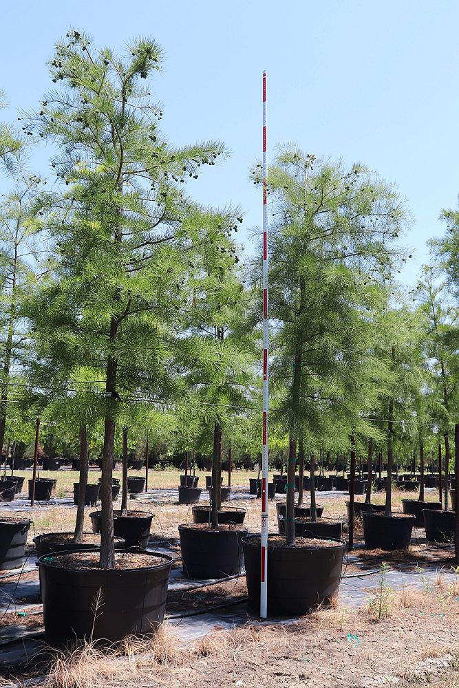 taxodium-distichum-bald-cypress