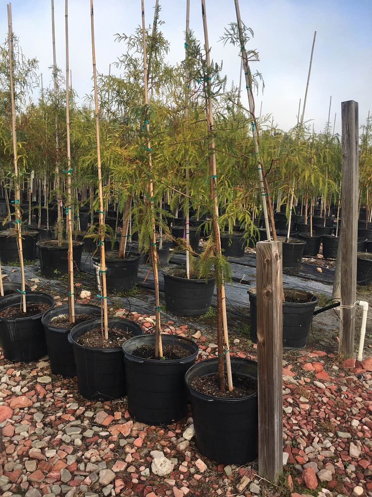 taxodium-distichum-bald-cypress