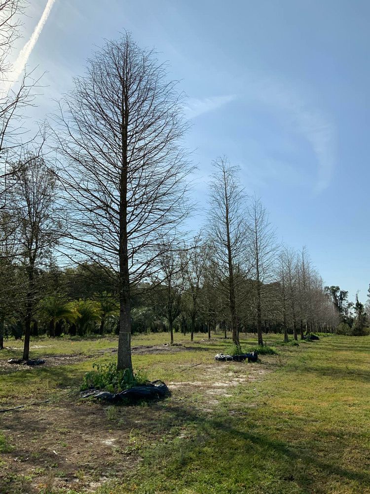 taxodium-distichum-bald-cypress
