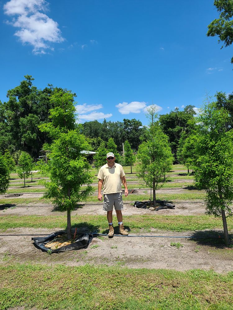 taxodium-distichum-bald-cypress