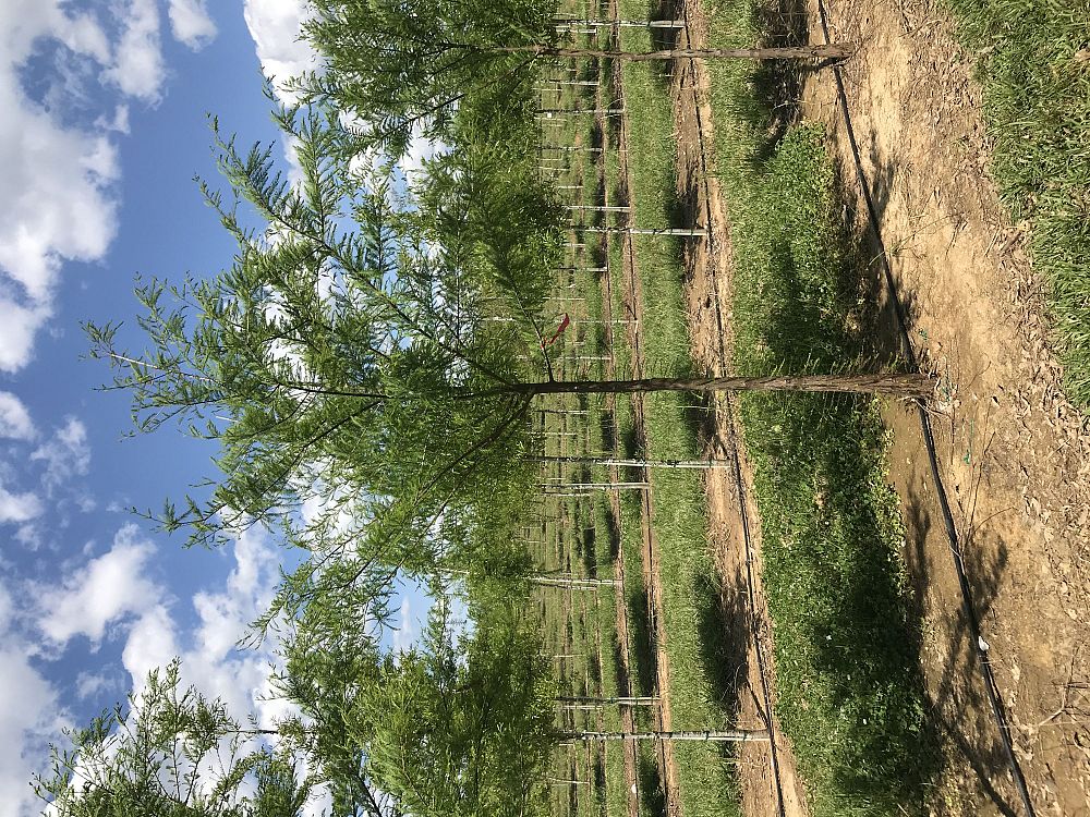 taxodium-distichum-bald-cypress