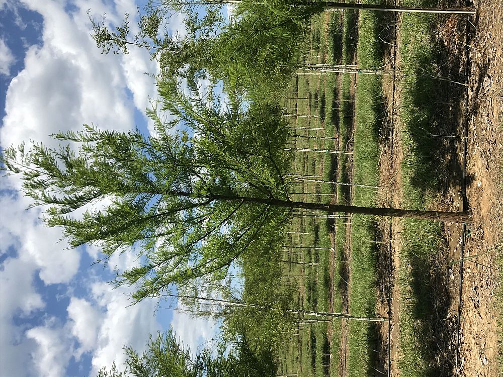 taxodium-distichum-bald-cypress