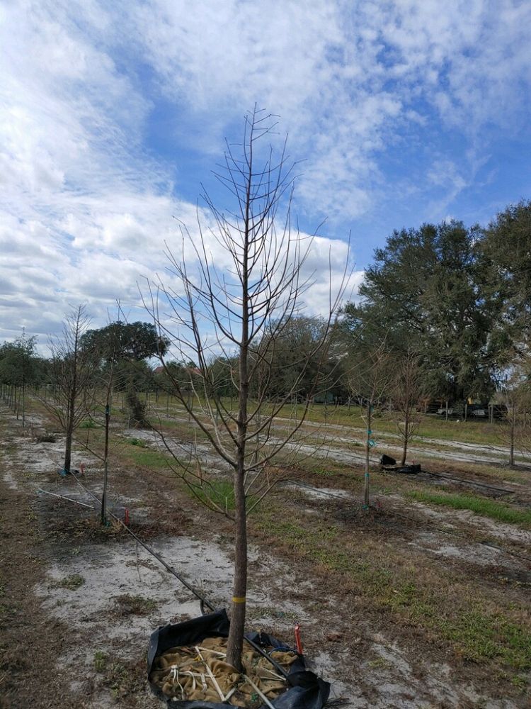 taxodium-distichum-bald-cypress