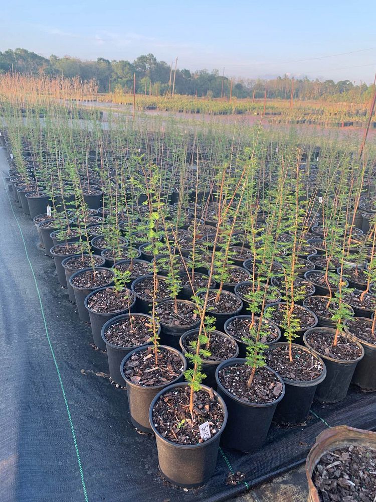 taxodium-distichum-bald-cypress