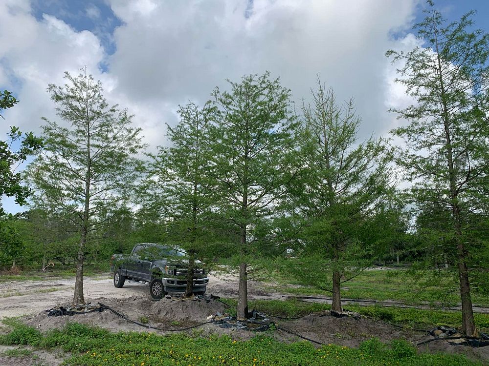 taxodium-distichum-bald-cypress