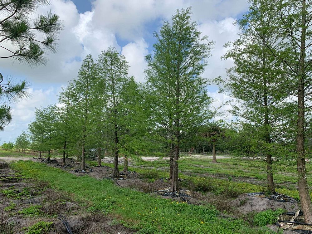 taxodium-distichum-bald-cypress
