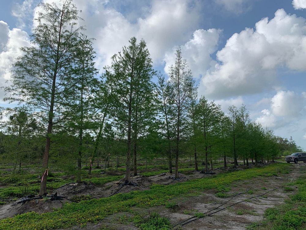 taxodium-distichum-bald-cypress