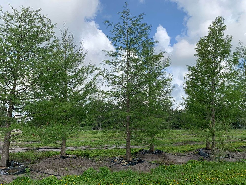 taxodium-distichum-bald-cypress