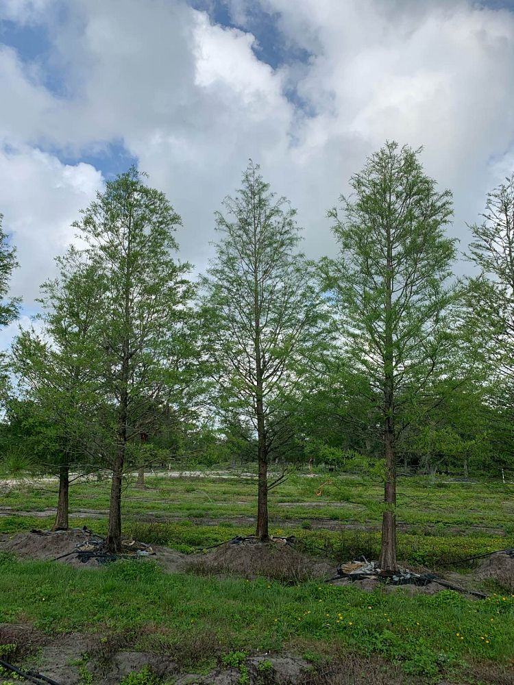 taxodium-distichum-bald-cypress