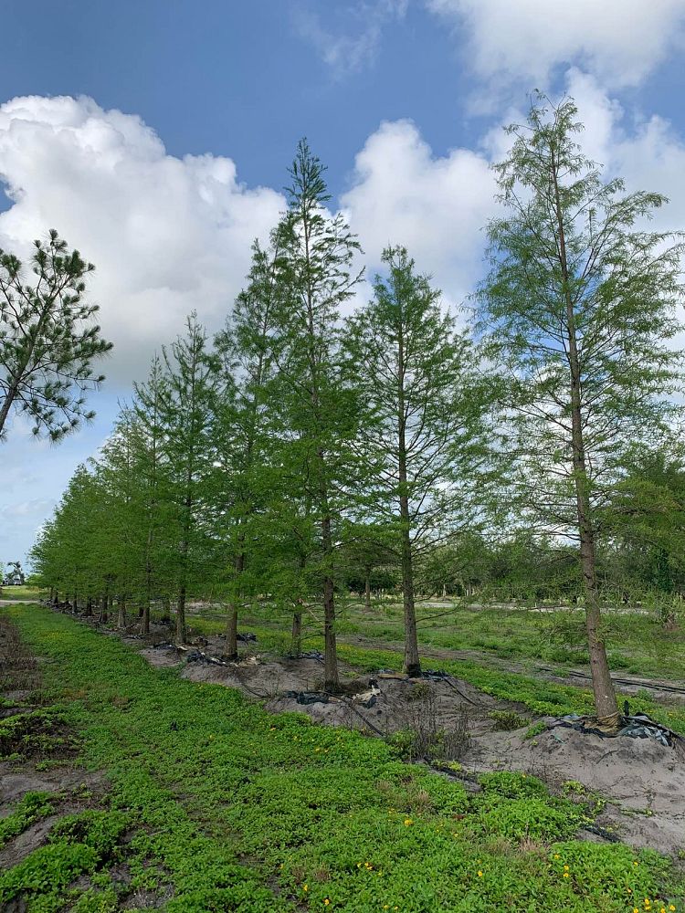 taxodium-distichum-bald-cypress