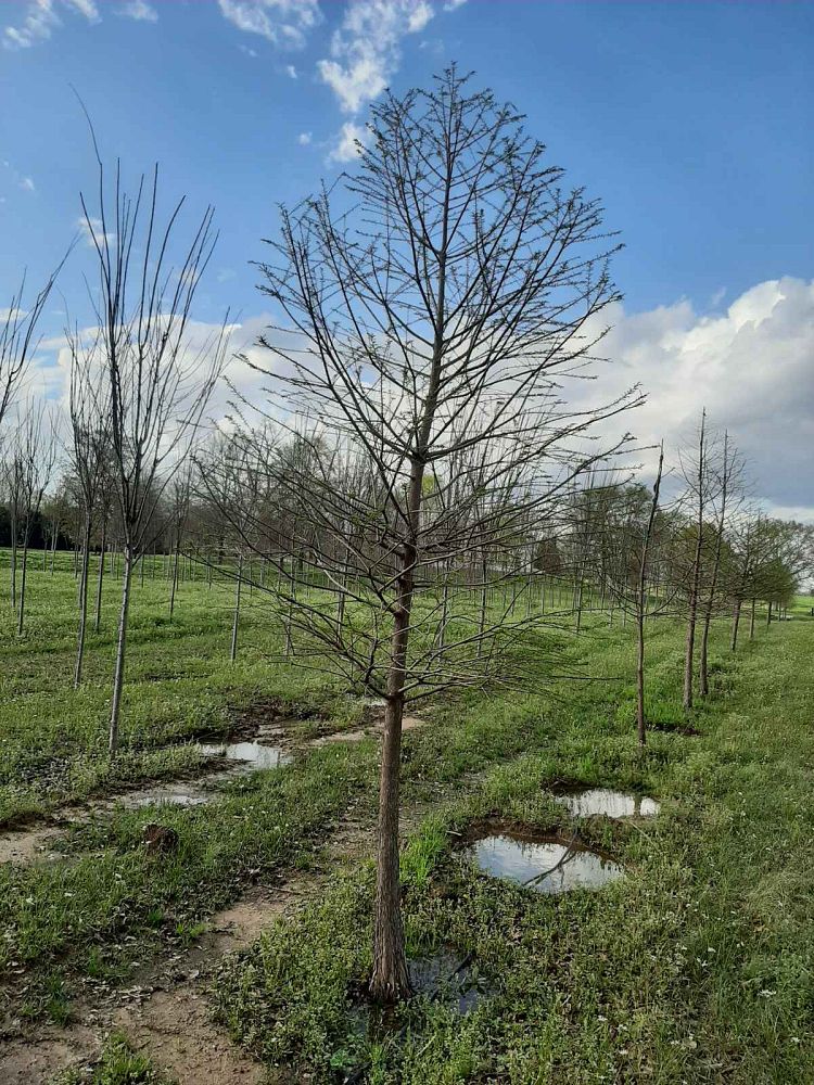 taxodium-distichum-bald-cypress