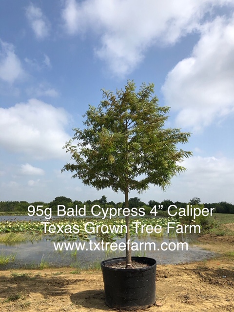 taxodium-distichum-bald-cypress
