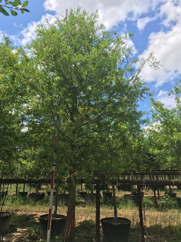 taxodium-distichum-bald-cypress
