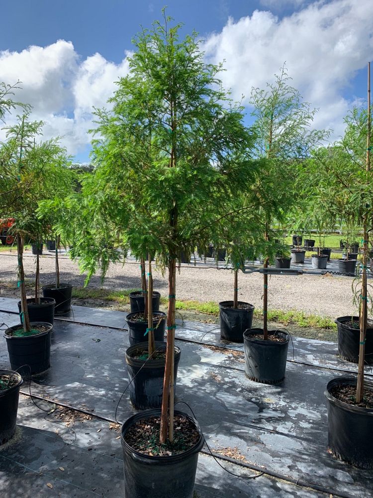 taxodium-distichum-bald-cypress