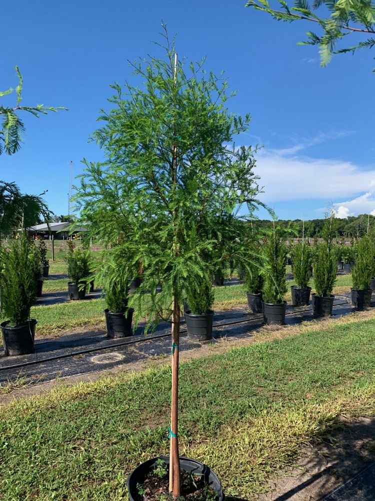 taxodium-distichum-bald-cypress