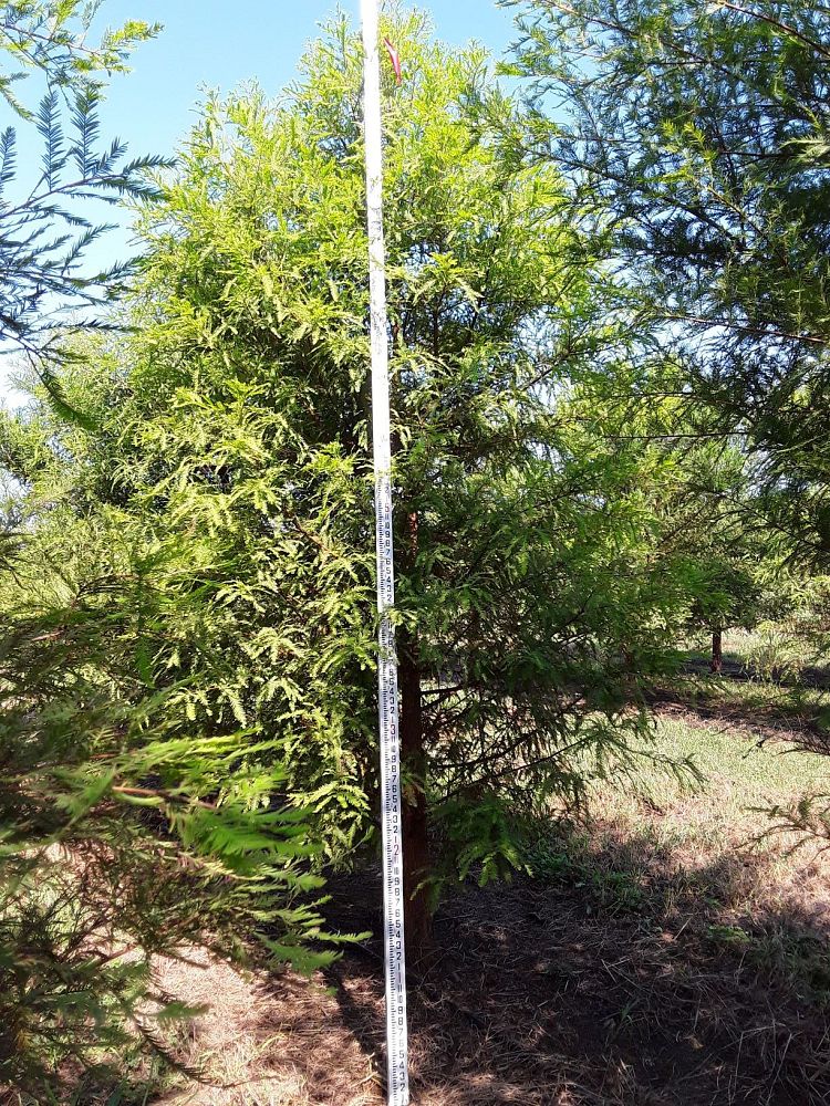 taxodium-distichum-bald-cypress