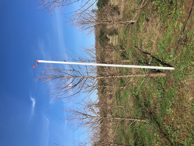 taxodium-distichum-bald-cypress