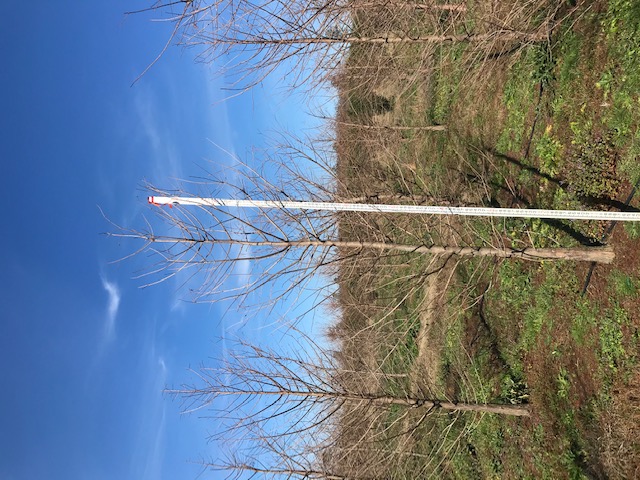taxodium-distichum-bald-cypress
