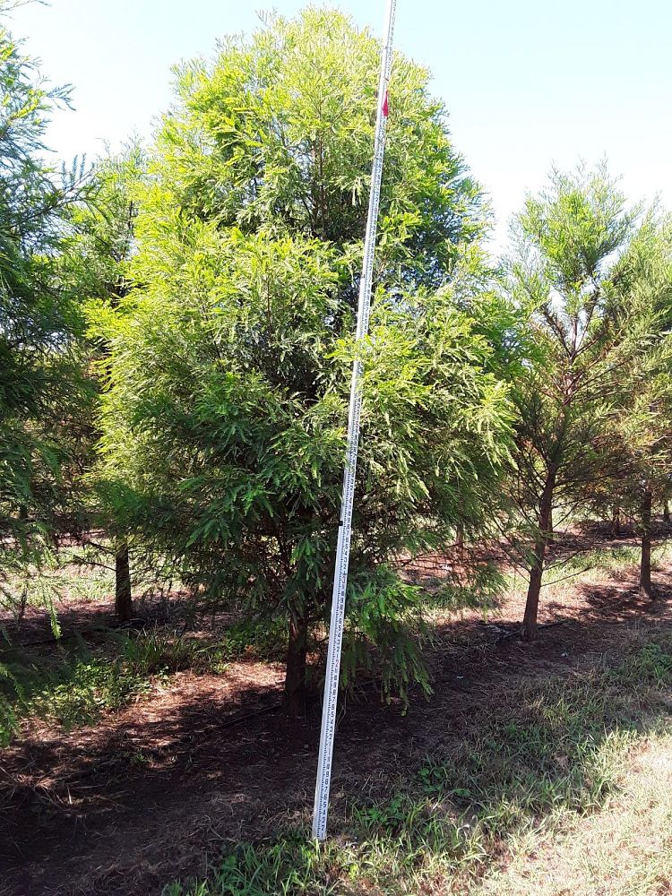 taxodium-distichum-bald-cypress