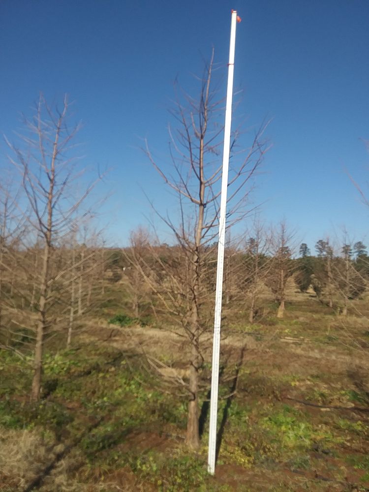 taxodium-distichum-bald-cypress