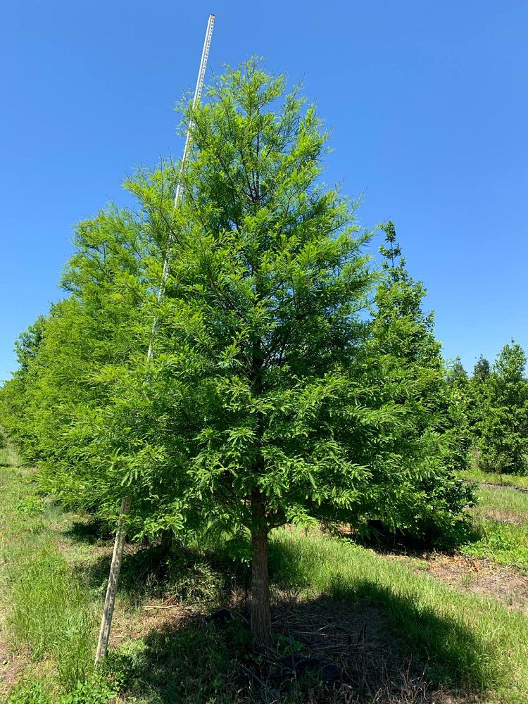 taxodium-distichum-bald-cypress